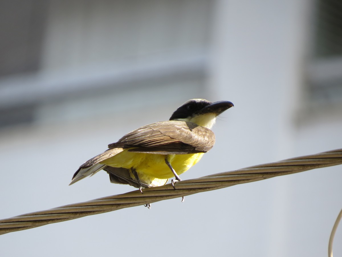 Boat-billed Flycatcher - ML644997141
