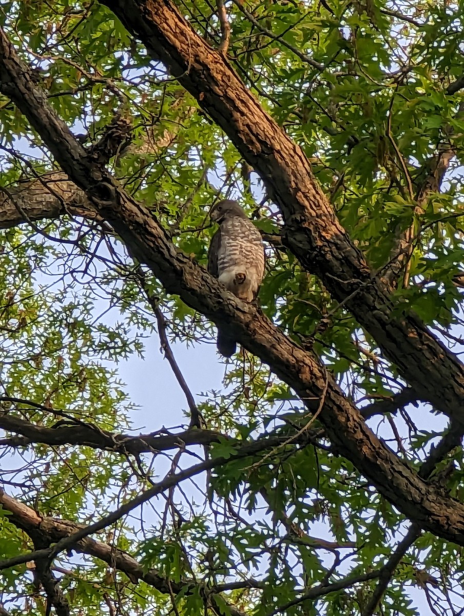 Broad-winged Hawk - ML644997149
