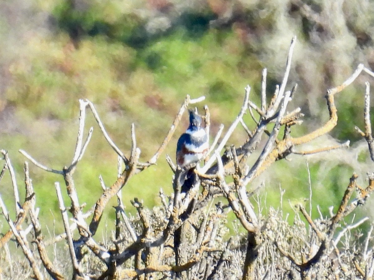 Martin handi iparramerikarra - ML644997164