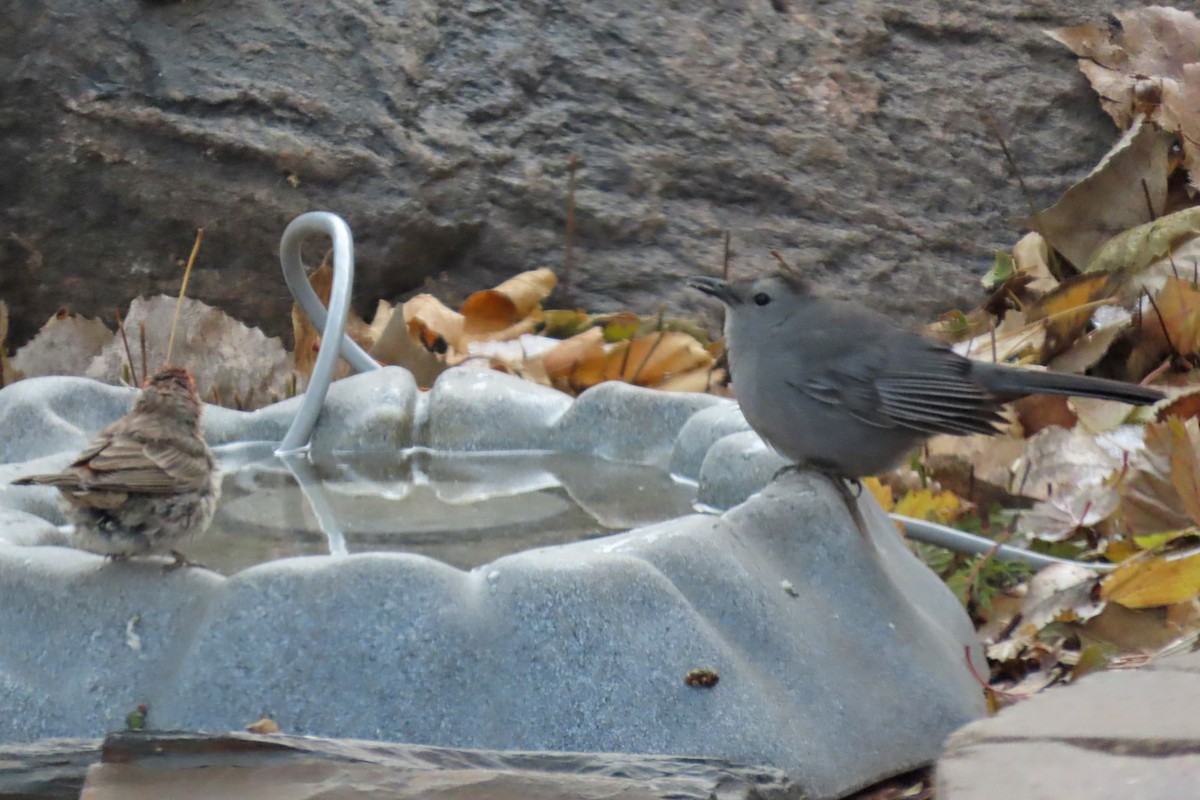 Moqueur chat - ML644997165