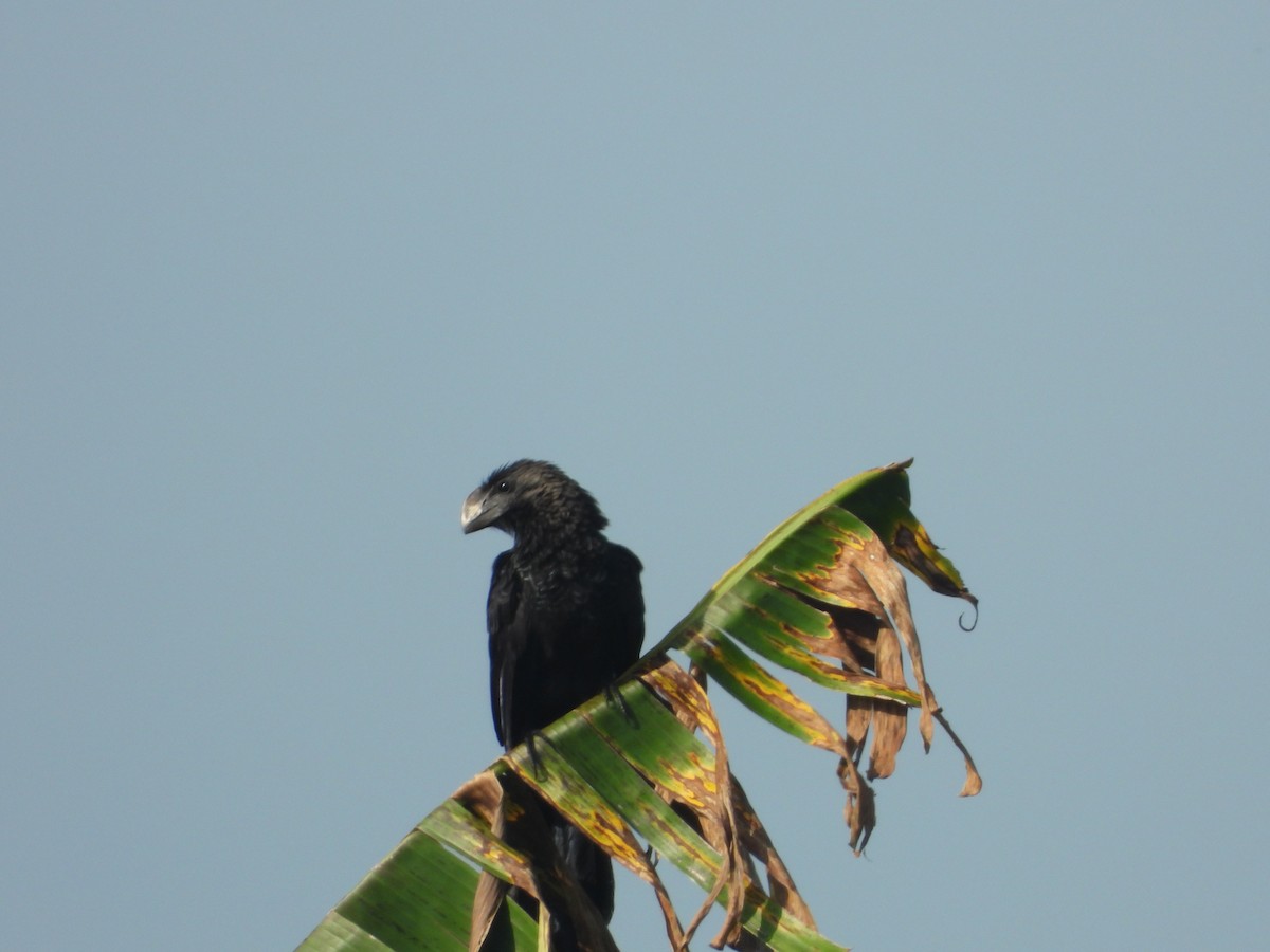 glattnebbani - ML644997166