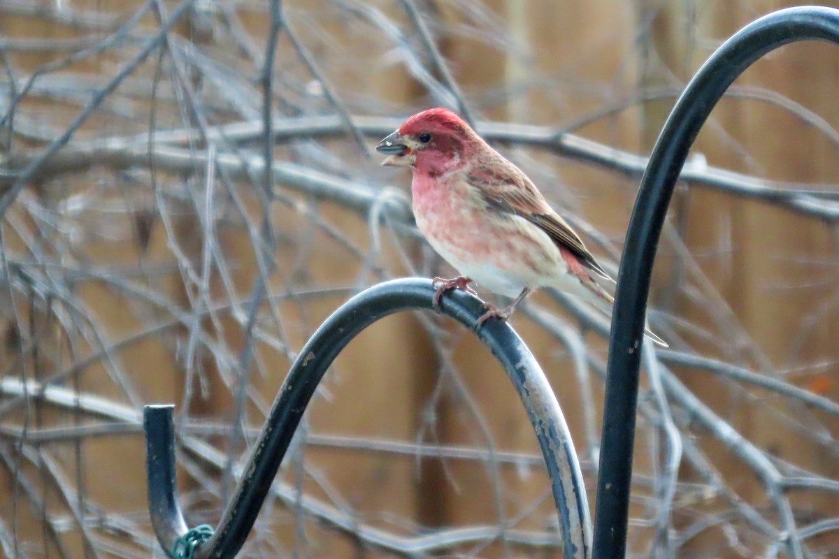 Purple Finch - ML644997174