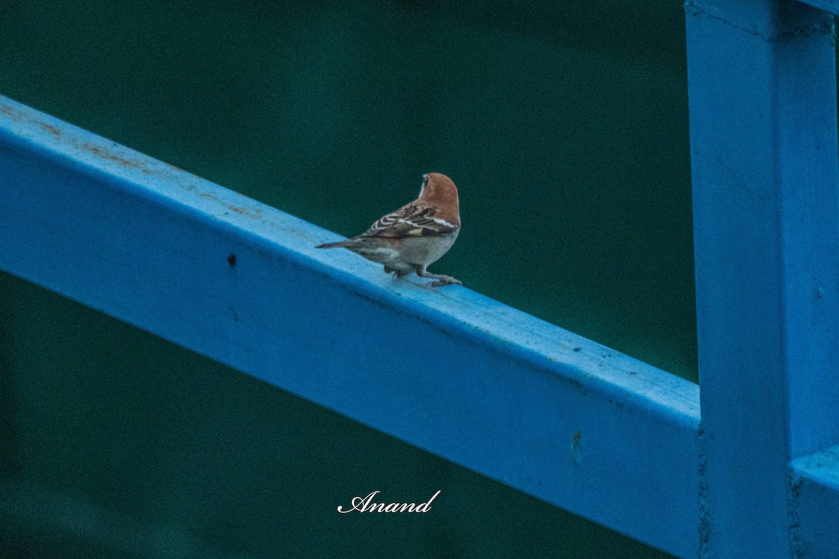 山麻雀 - ML644997195