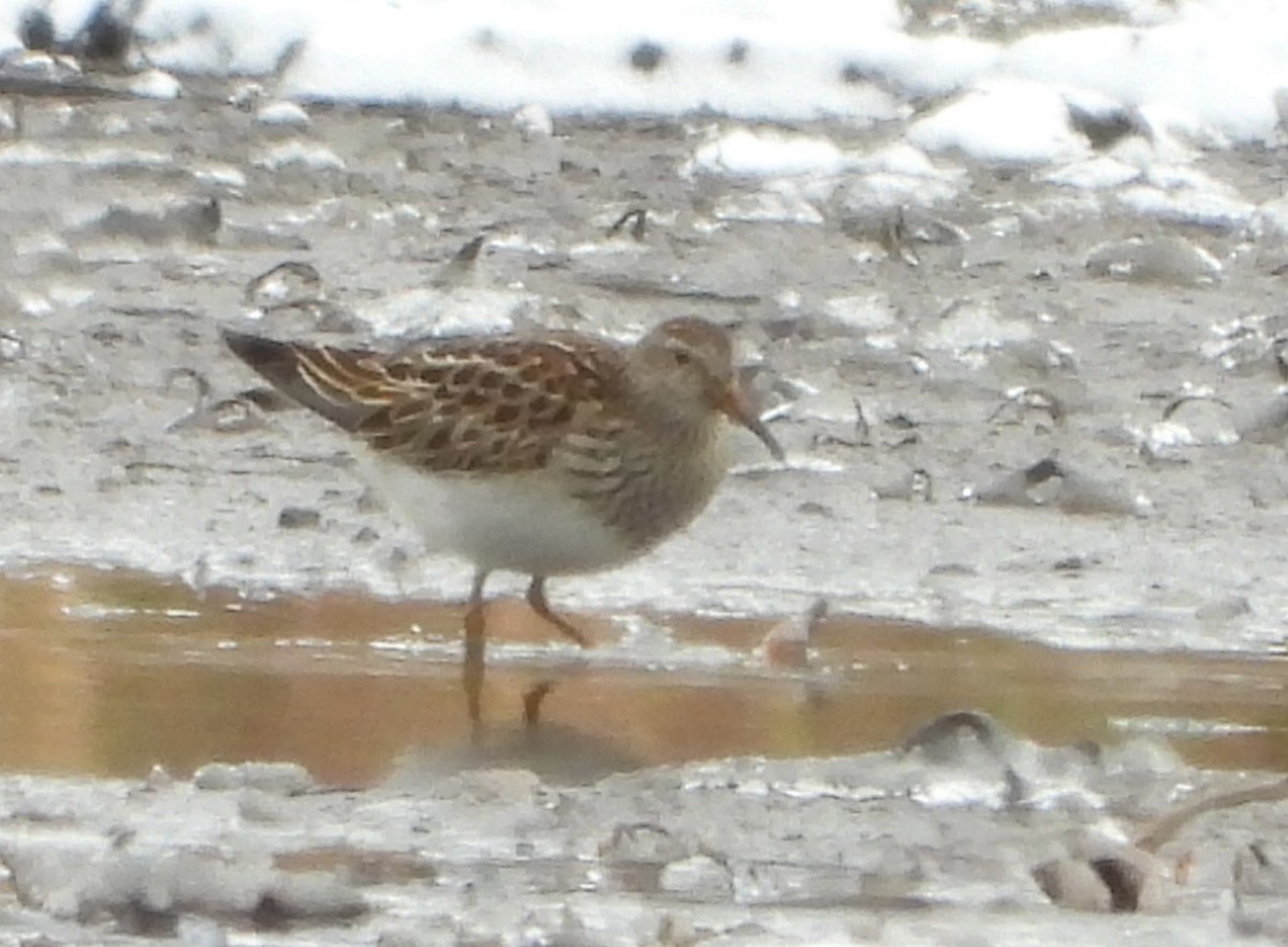 Дутыш - ML644997204