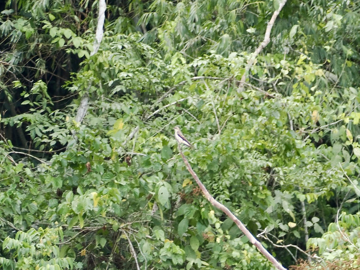 オビナシショウドウツバメ - ML644997249