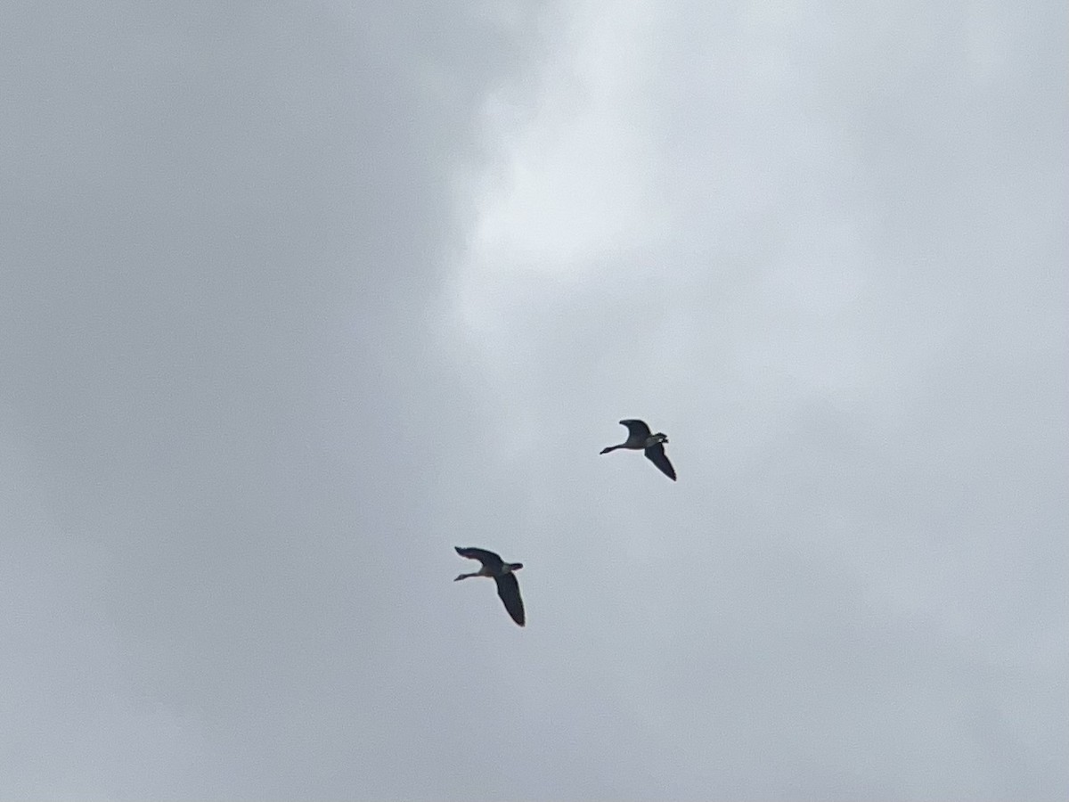 Barnacla Canadiense Grande - ML644997272