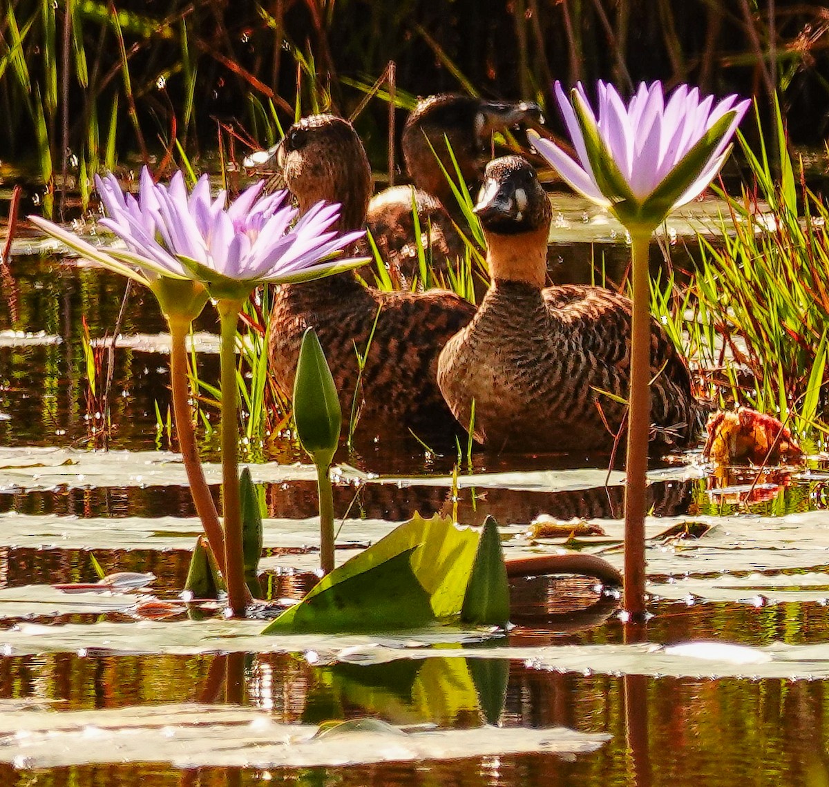 White-backed Duck - ML644997278