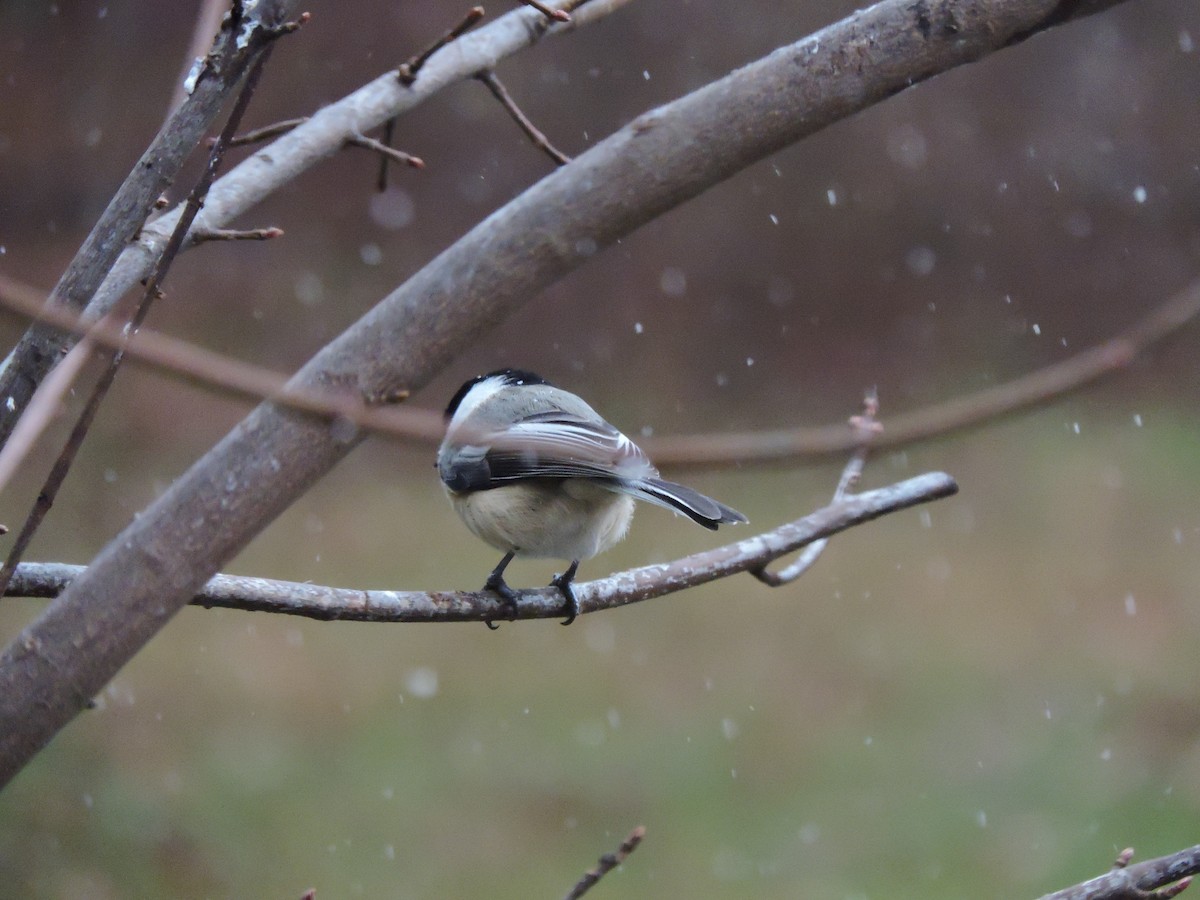 Гаїчка світлокрила - ML644997279