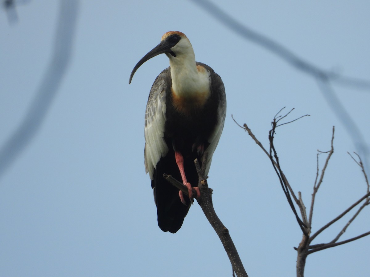 ibis bělokřídlý - ML644997281