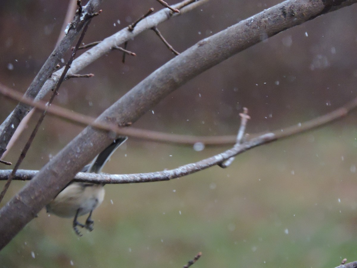 Гаїчка світлокрила - ML644997283