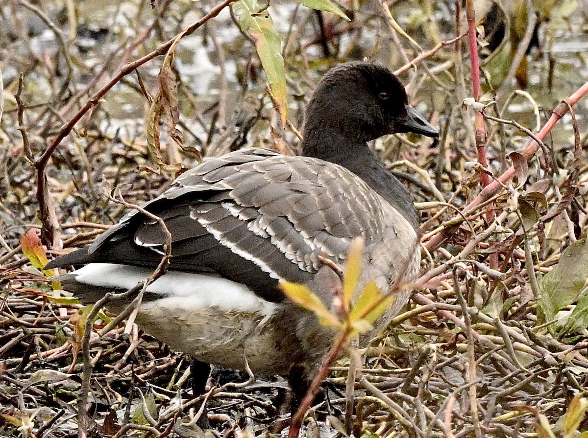 黑雁 - ML644997353