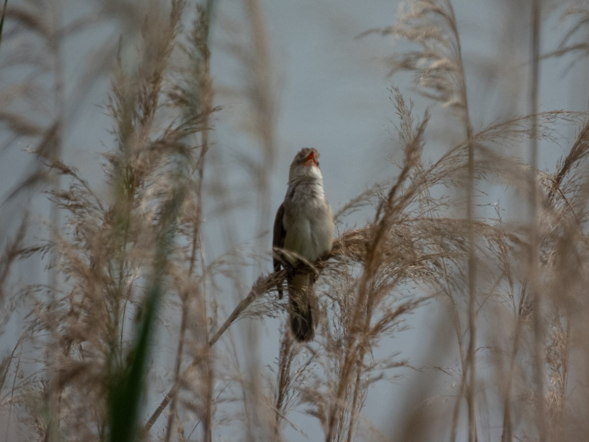 Great Reed Warbler - ML644997363