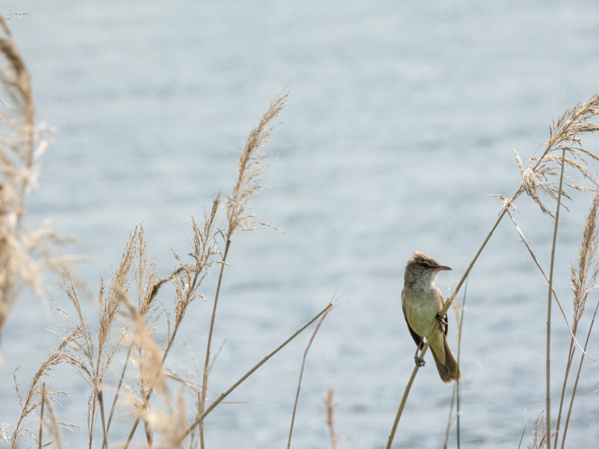 Great Reed Warbler - ML644997364