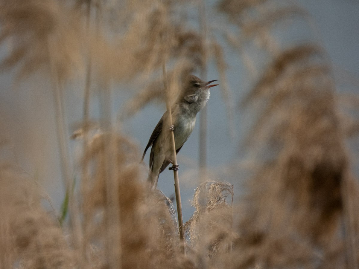 Great Reed Warbler - ML644997365