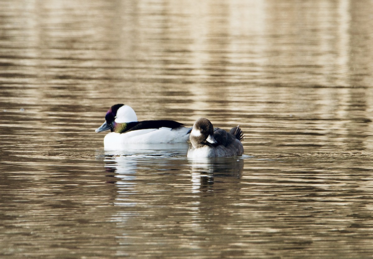 Bufflehead - ML644997377