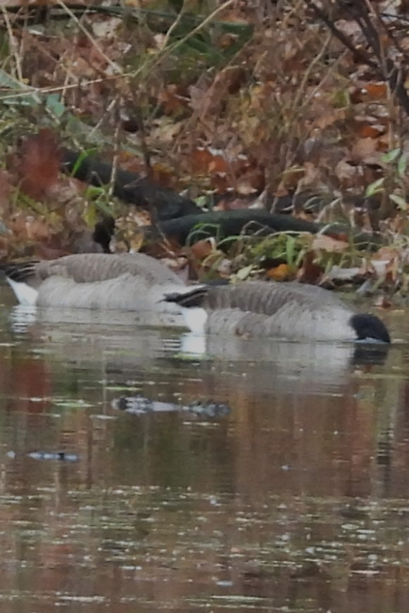 Barnacla Canadiense Grande - ML644997388