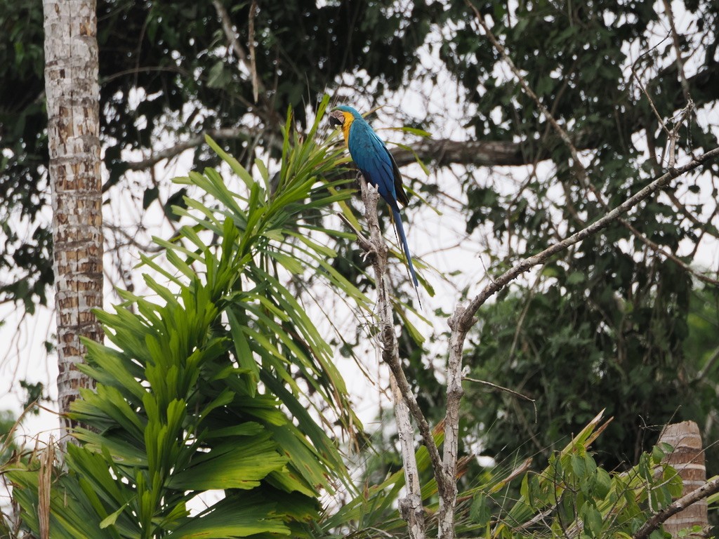 ルリコンゴウインコ - ML644997389