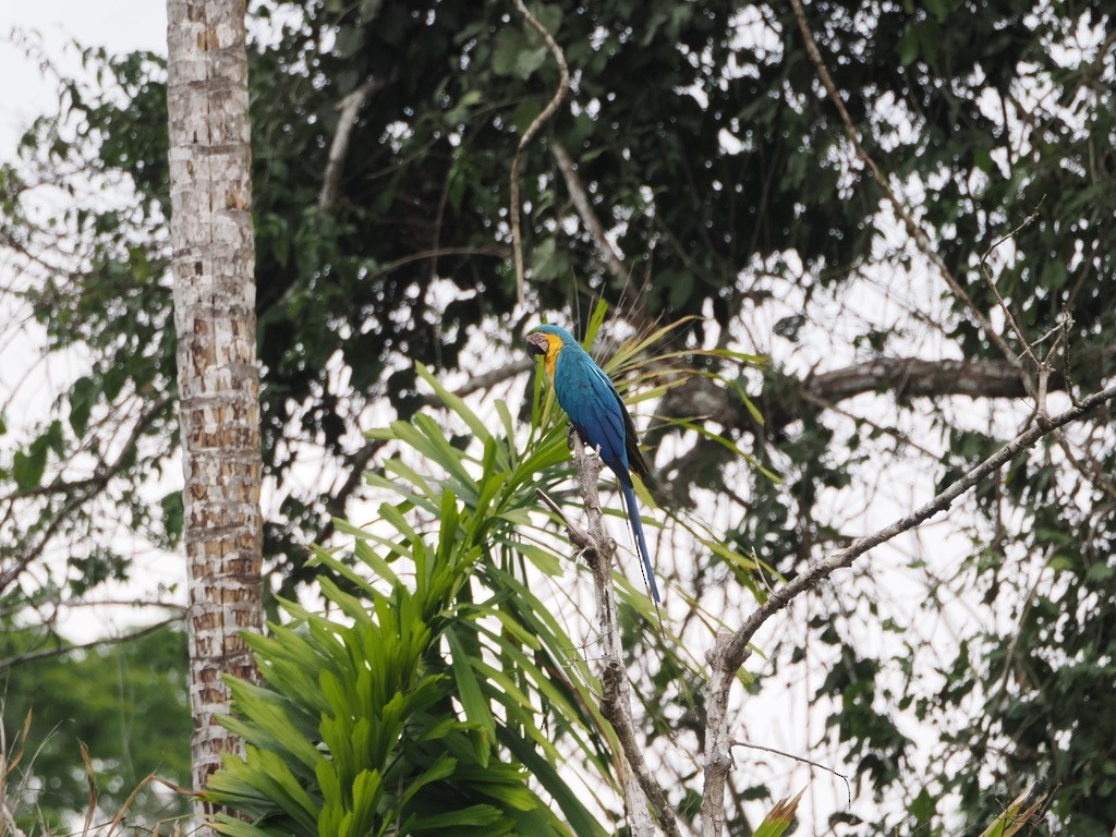 ルリコンゴウインコ - ML644997396
