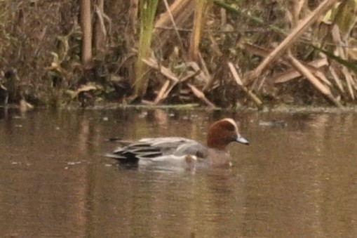 赤頸鴨 - ML644997399