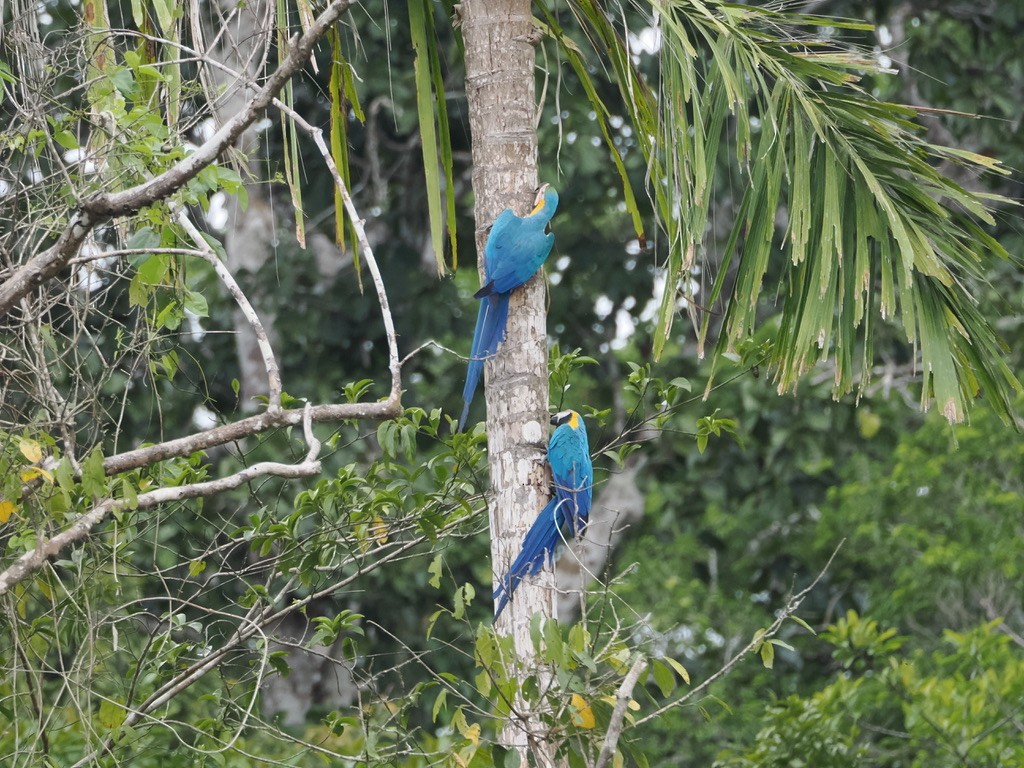 ルリコンゴウインコ - ML644997405