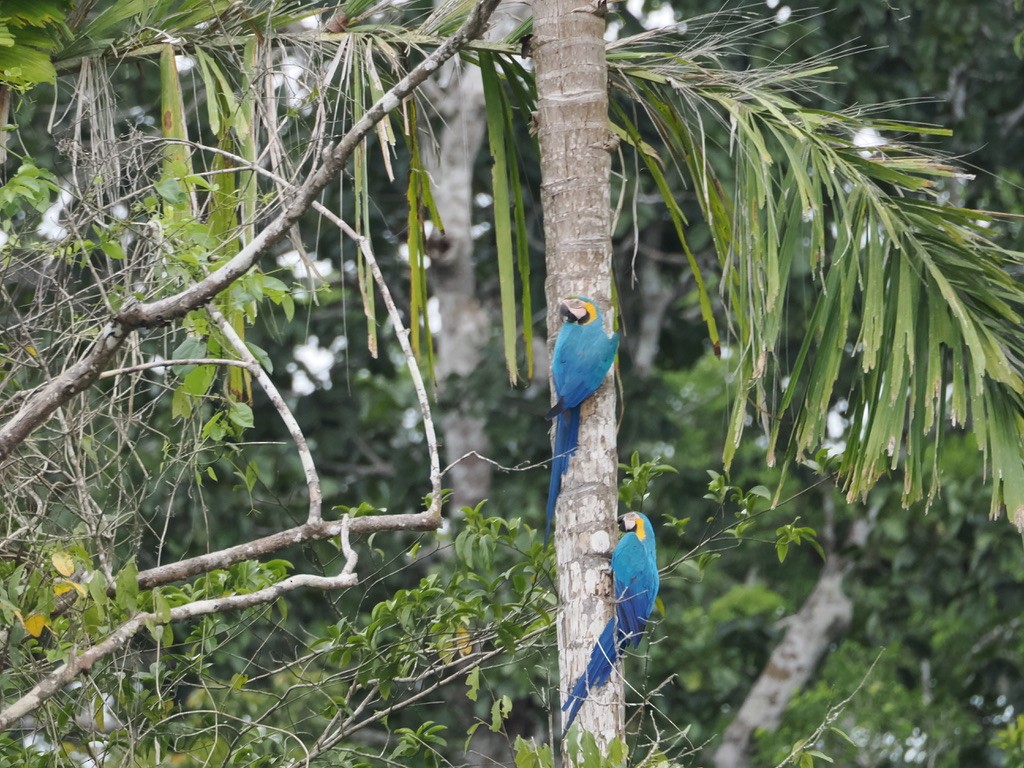 ルリコンゴウインコ - ML644997417