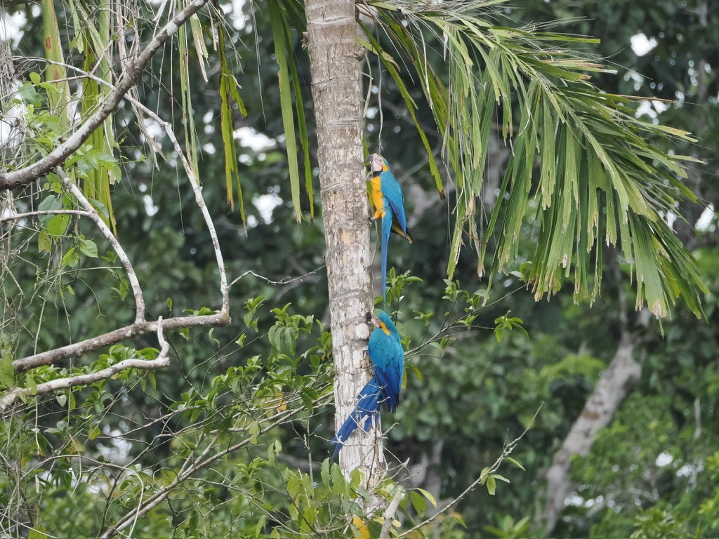 ルリコンゴウインコ - ML644997433