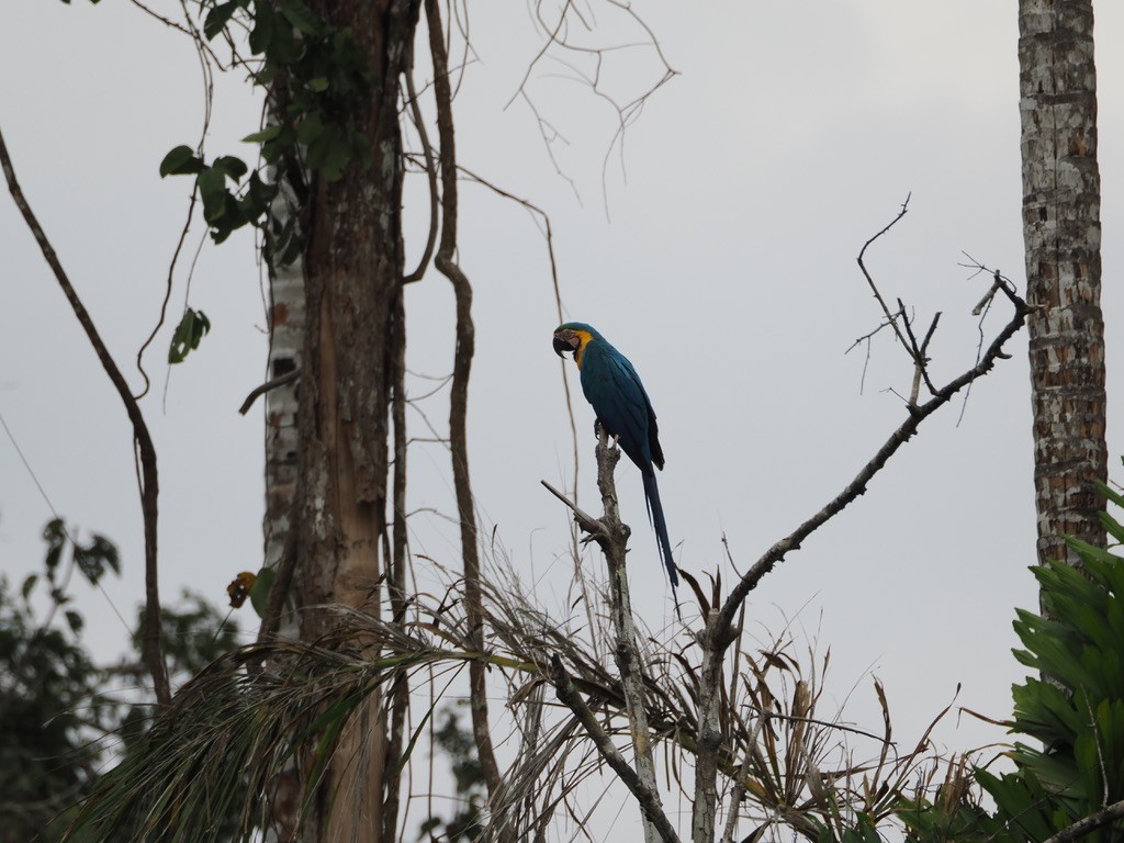 ルリコンゴウインコ - ML644997442