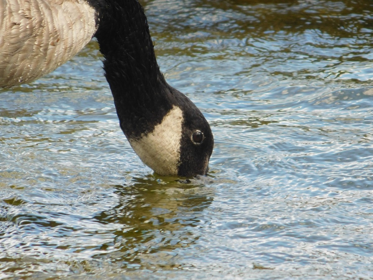 Barnacla Canadiense Grande - ML644997466