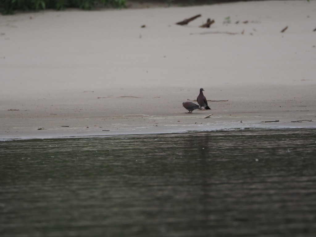 Pale-vented Pigeon - ML644997478