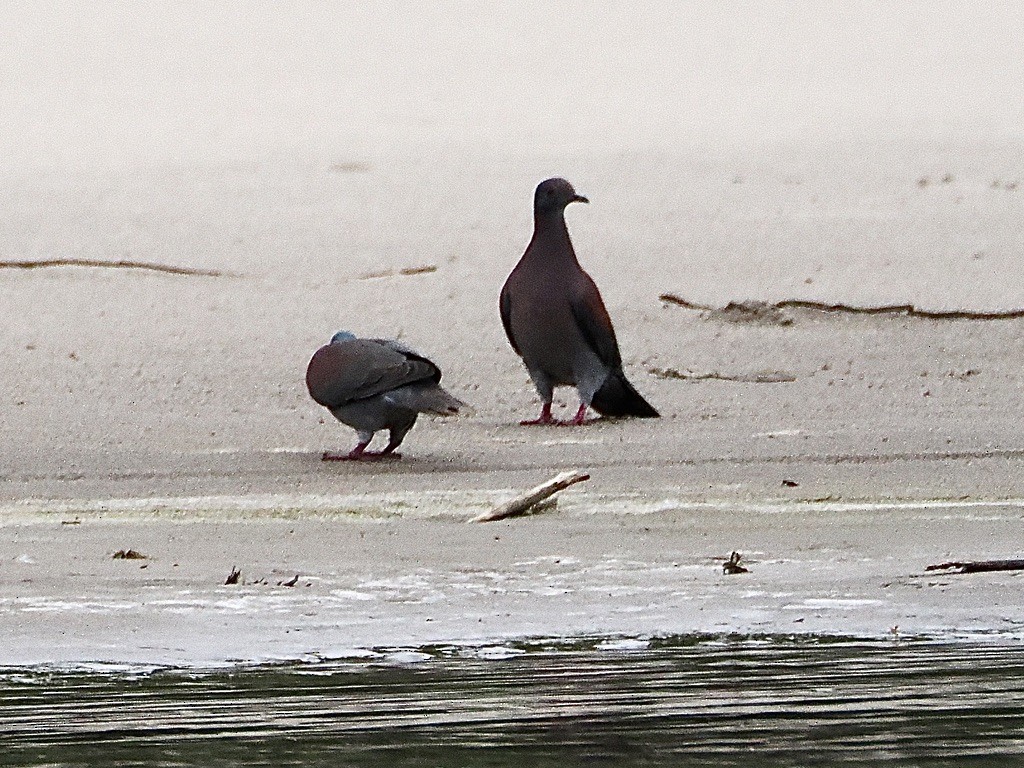 Pale-vented Pigeon - ML644997486