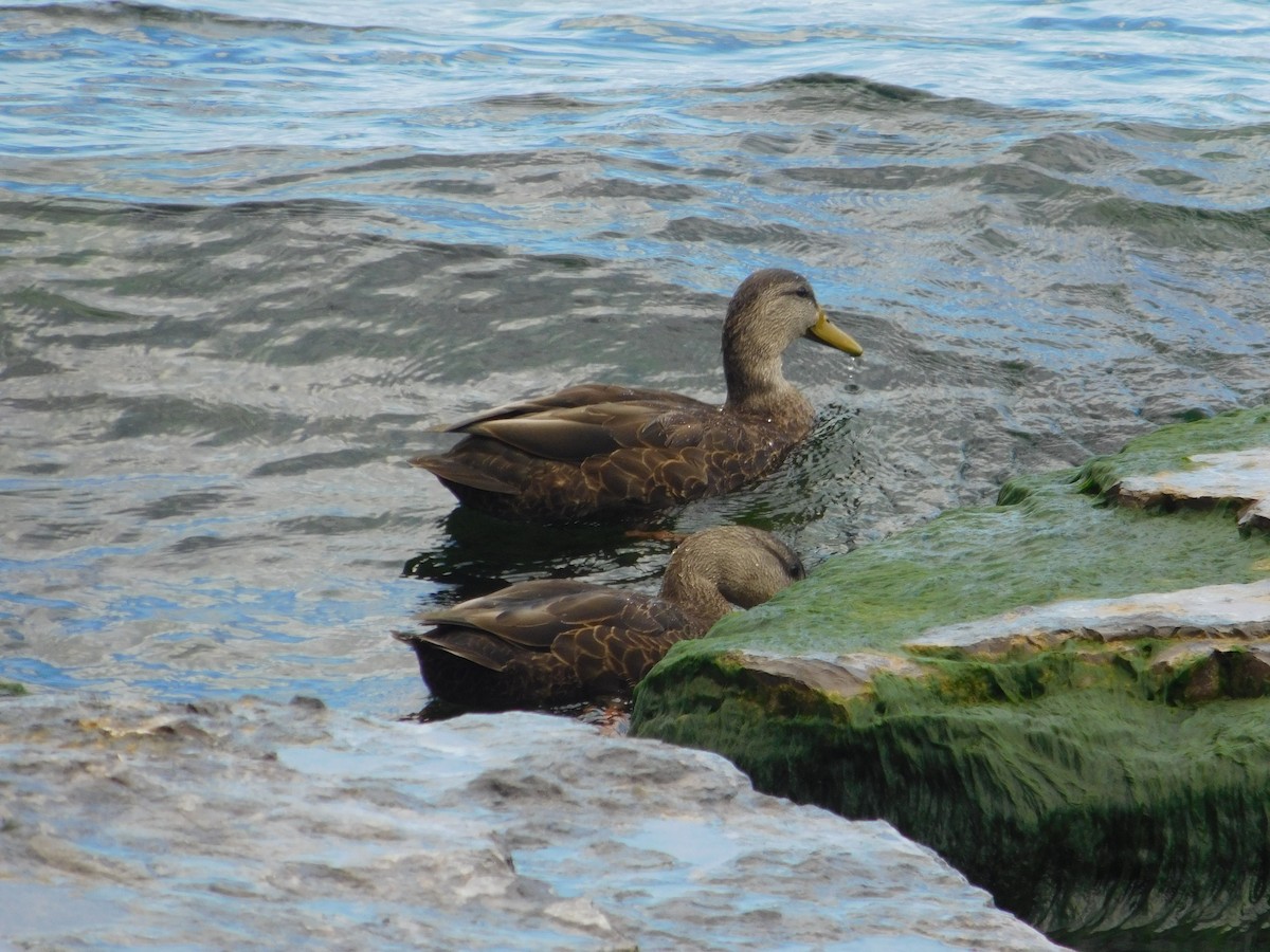 Ahate iluna - ML644997502