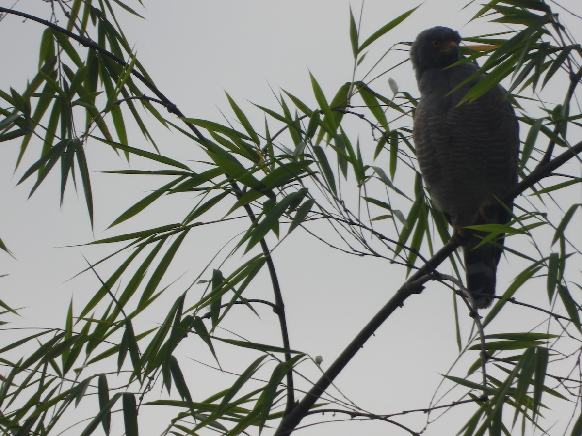 káně krahujová - ML644997504