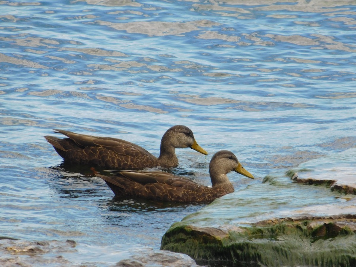 Ahate iluna - ML644997505