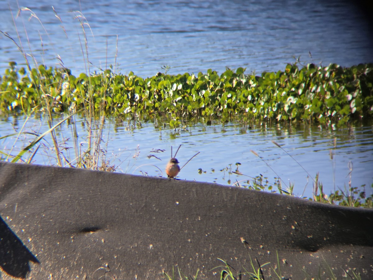 Vermilion Flycatcher - ML644997508