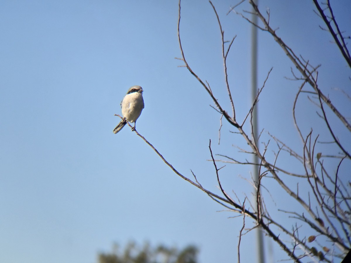 Loggerhead Shrike - ML644997517