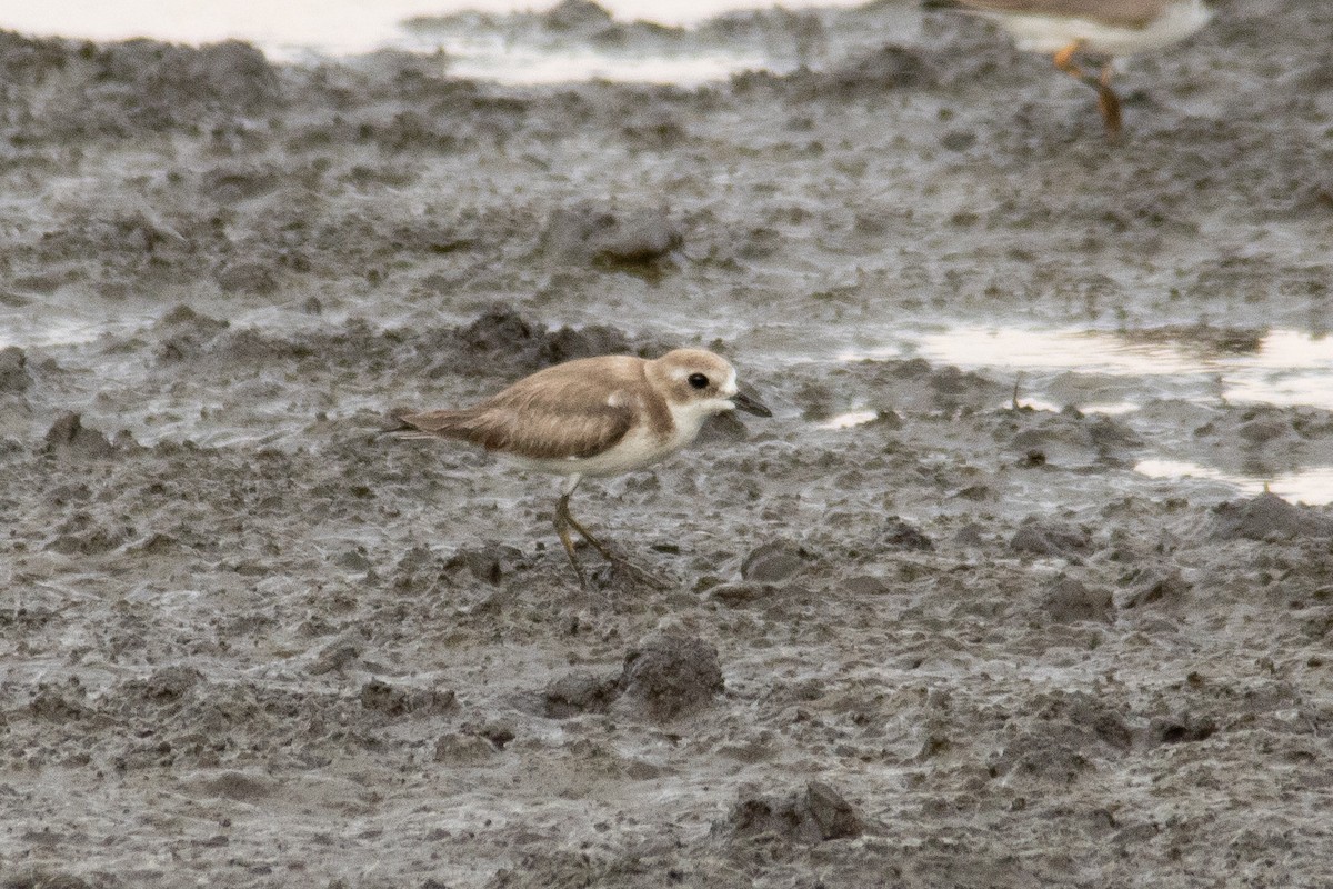 Tibetan Sand-Plover - ML644997520