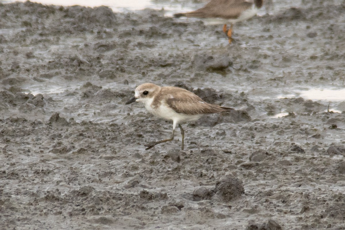 Tibetan Sand-Plover - ML644997521