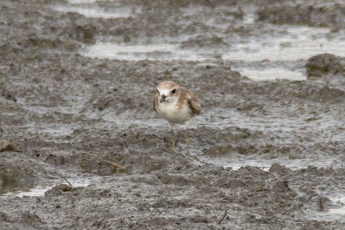 Tibetan Sand-Plover - ML644997522