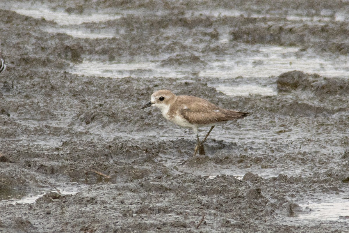 Tibetan Sand-Plover - ML644997523