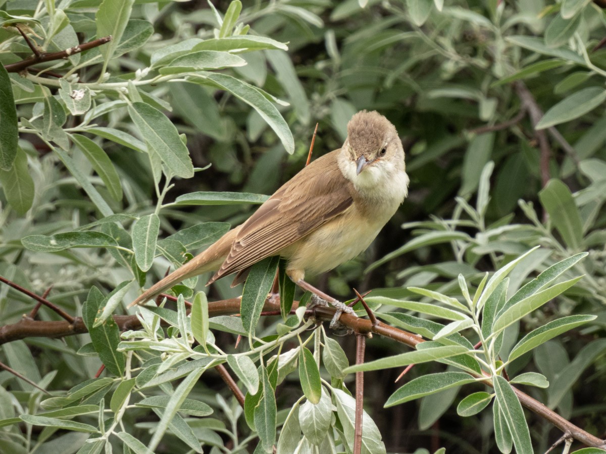 Great Reed Warbler - ML644997532