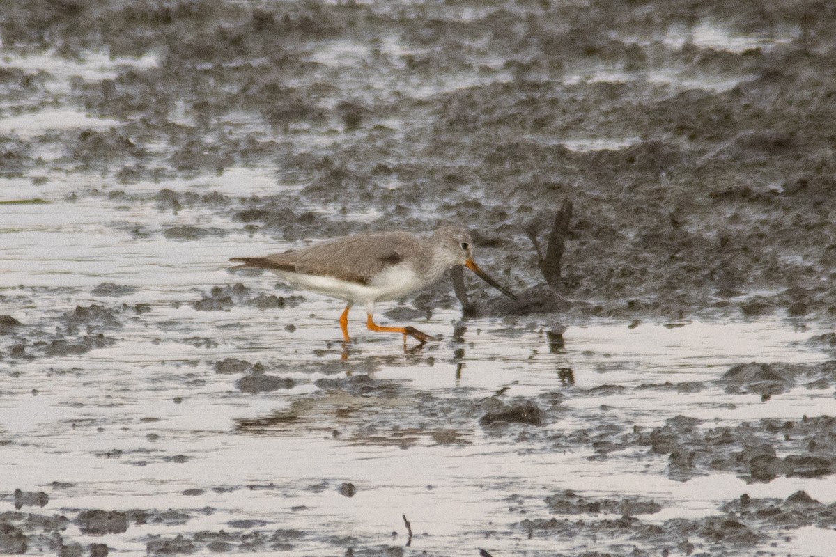 Terek Sandpiper - ML644997538