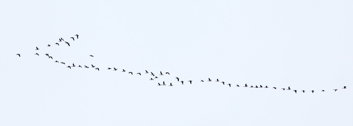 Barnacla Canadiense Grande - ML644997539