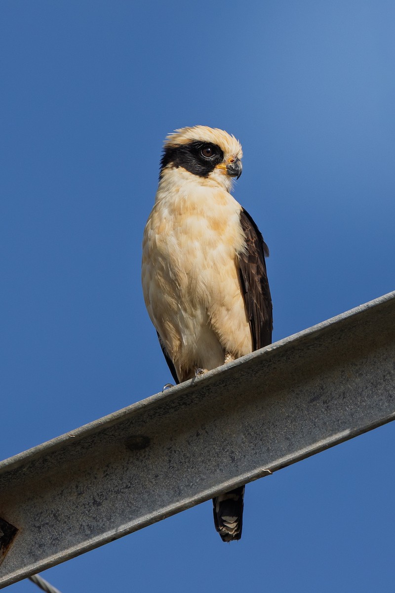 Laughing Falcon - ML644997541
