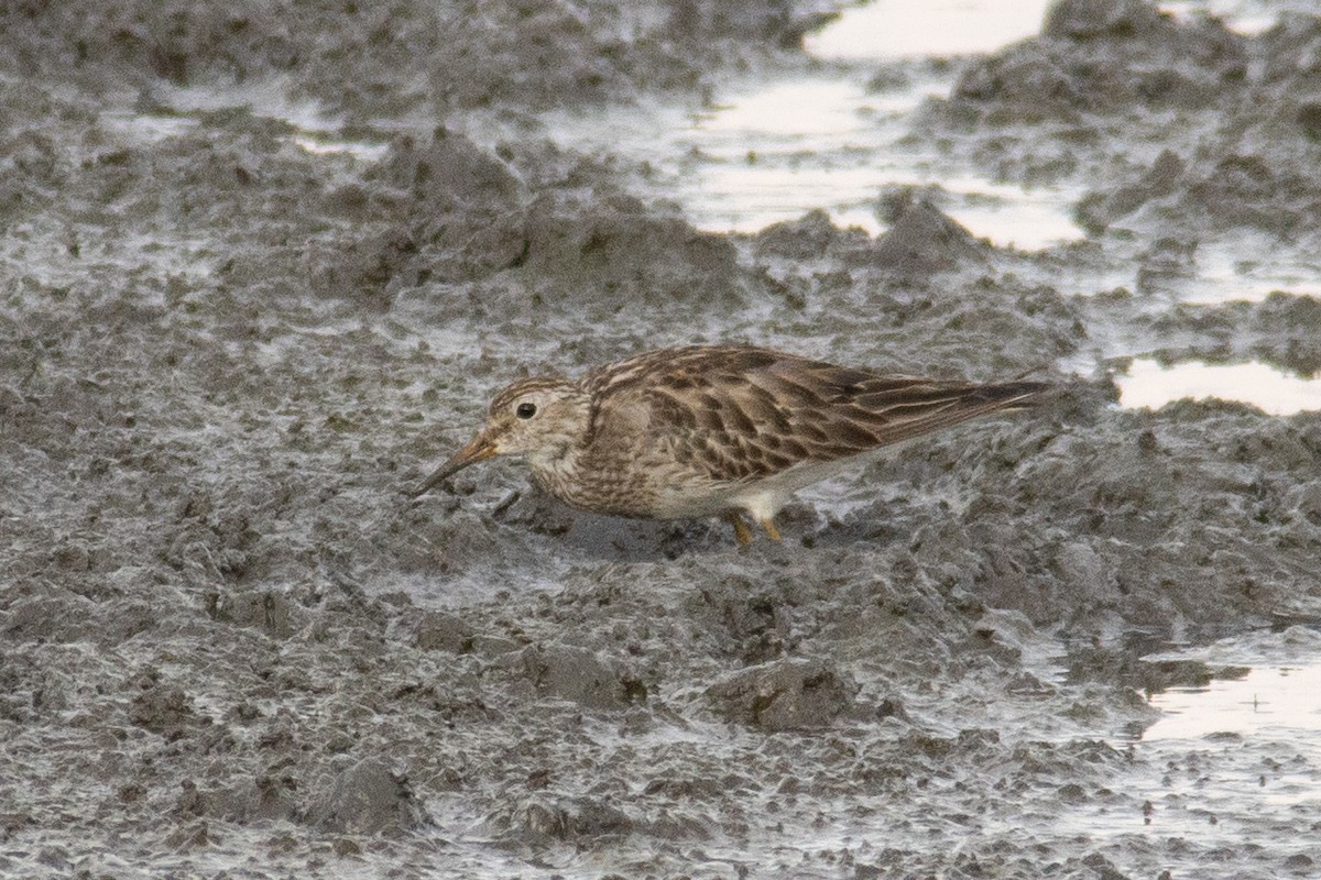 Pectoral Sandpiper - ML644997548