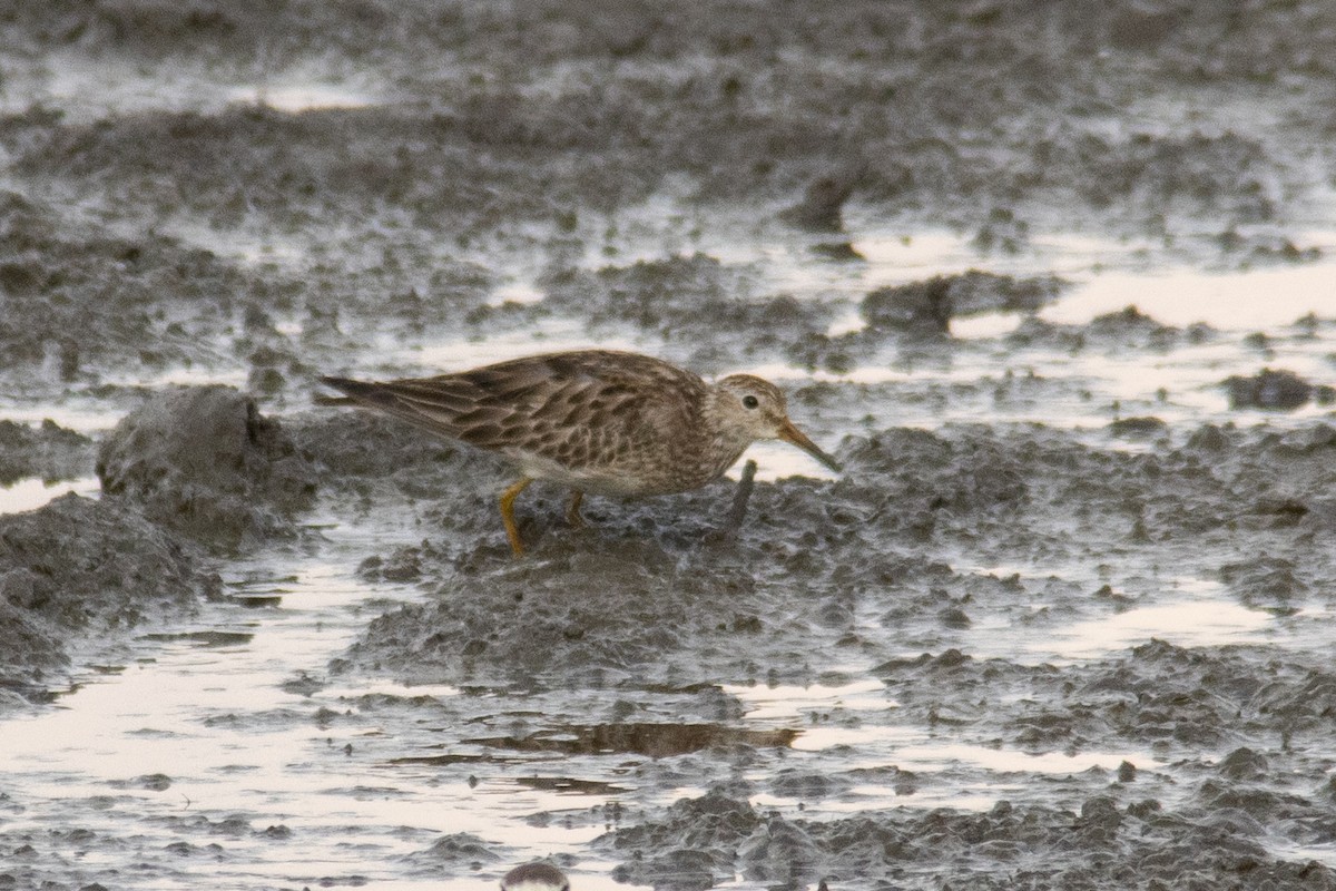 Pectoral Sandpiper - ML644997549