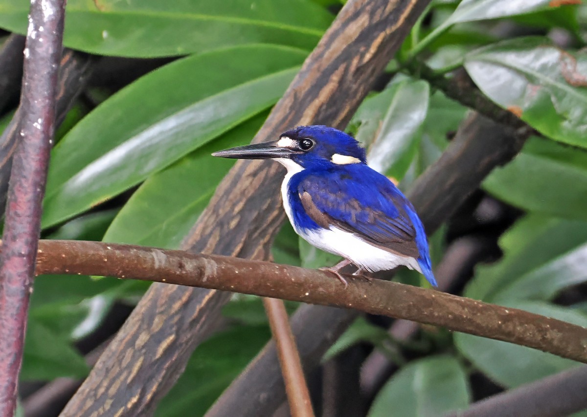 ヒメミツユビカワセミ - ML644997561