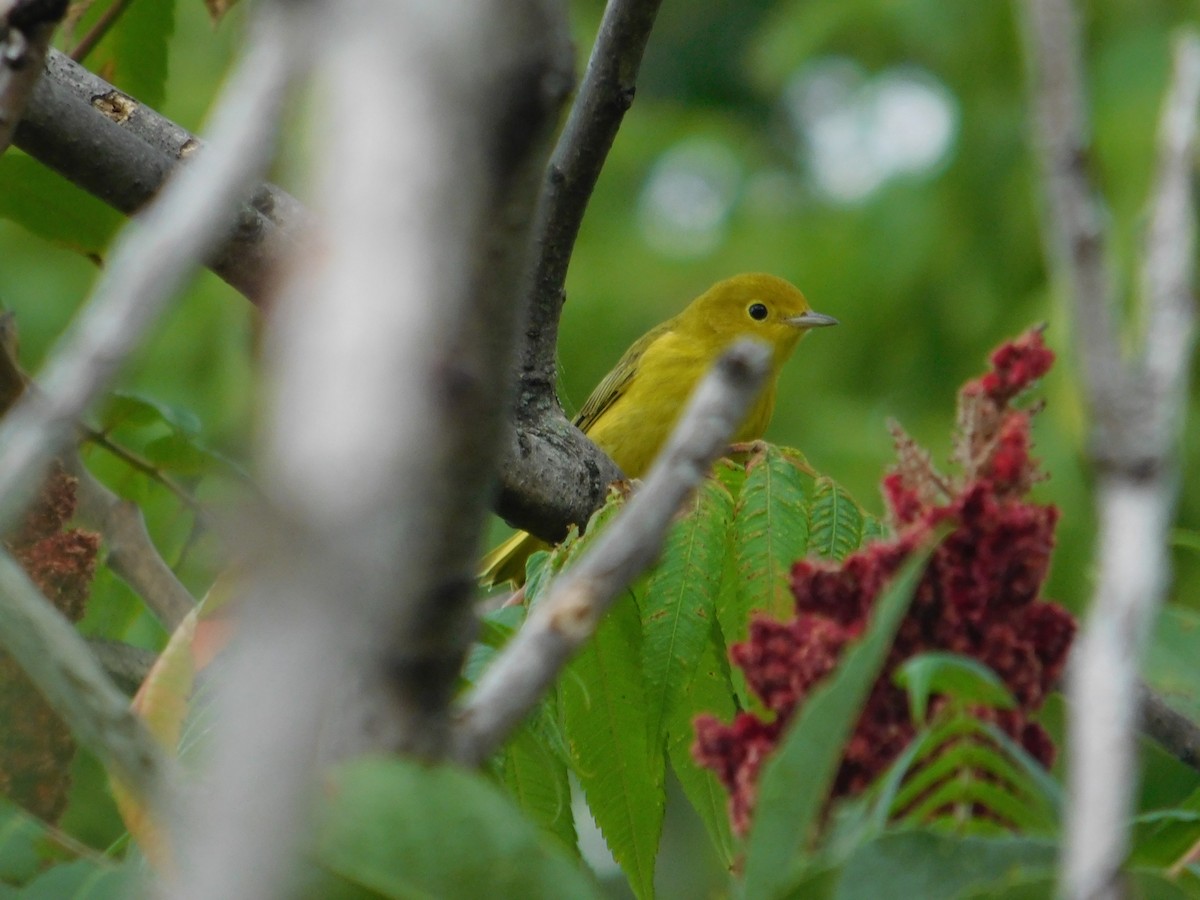 Northern Yellow Warbler - ML644997563