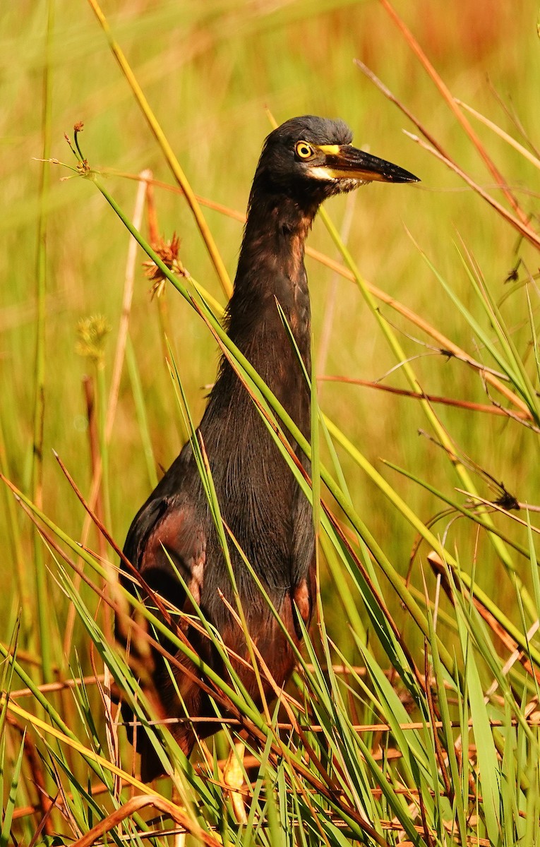 Рыжебрюхая цапля - ML644997567