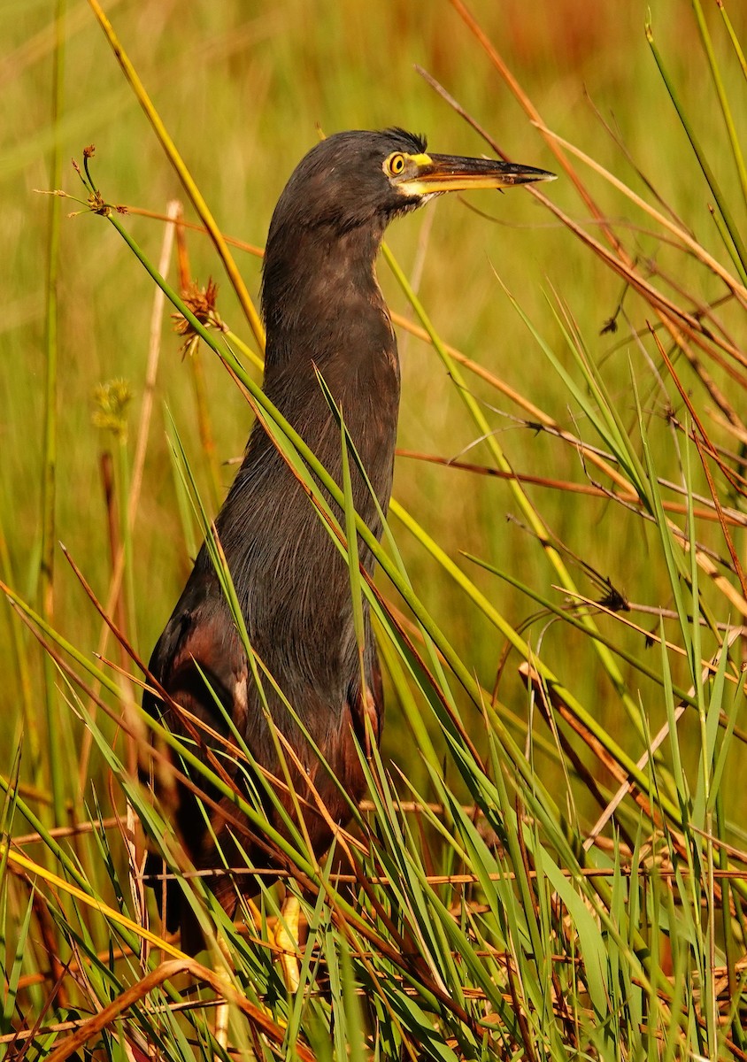 Рыжебрюхая цапля - ML644997568