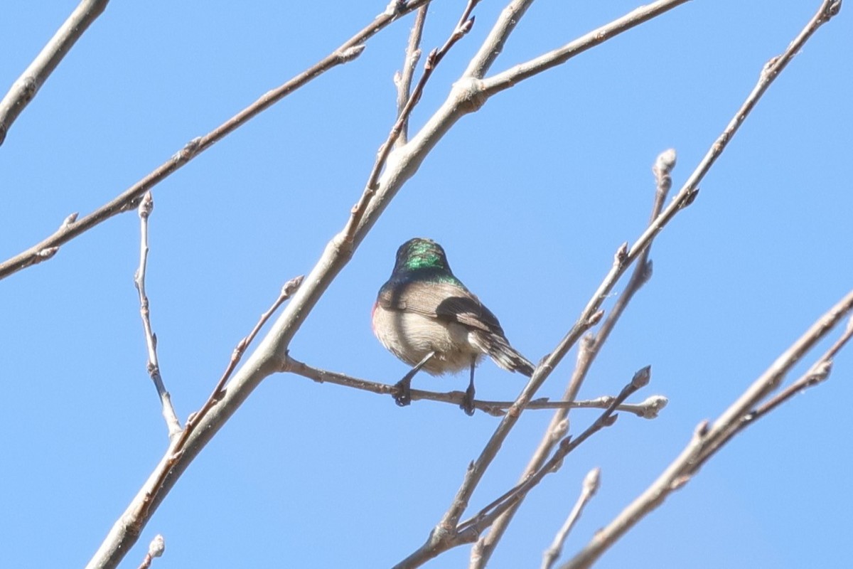 Southern Double-collared Sunbird - ML644997582